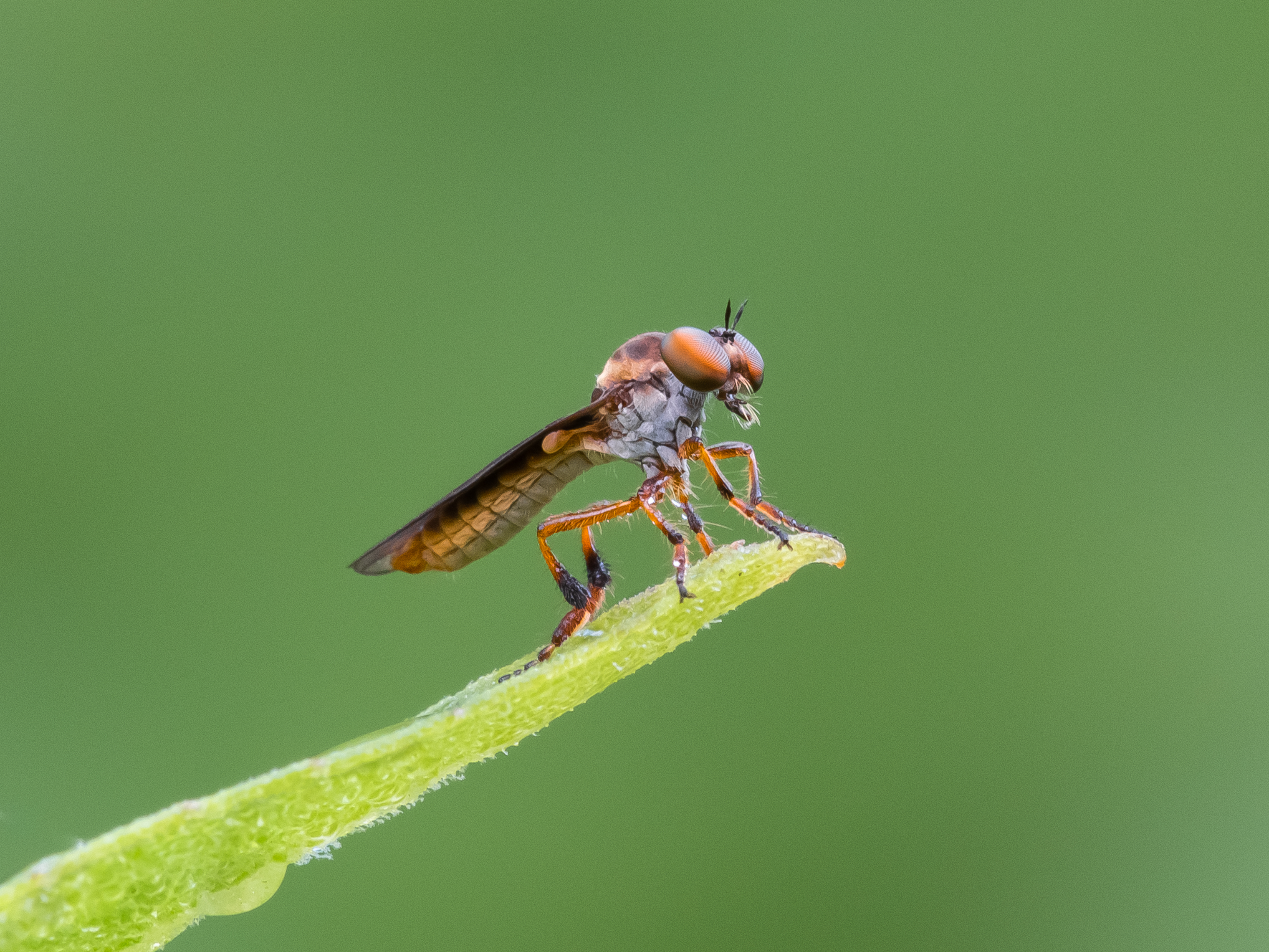 A robber fly sits on the end of a blade of grass